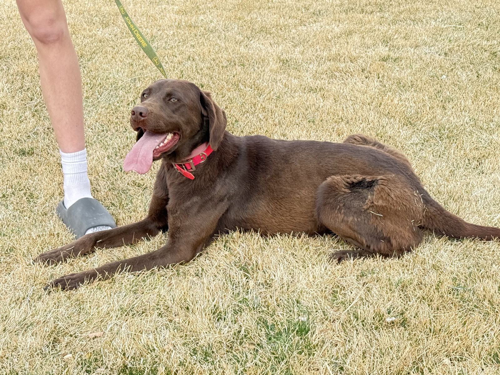 Chocolate Labrador retriever