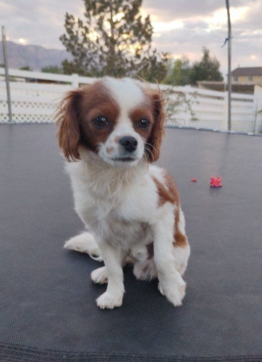Multigenerational Cavapoo - Adorable & Loving Intake Male