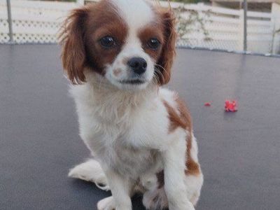 Multigenerational Cavapoo - Adorable & Loving Intake Male