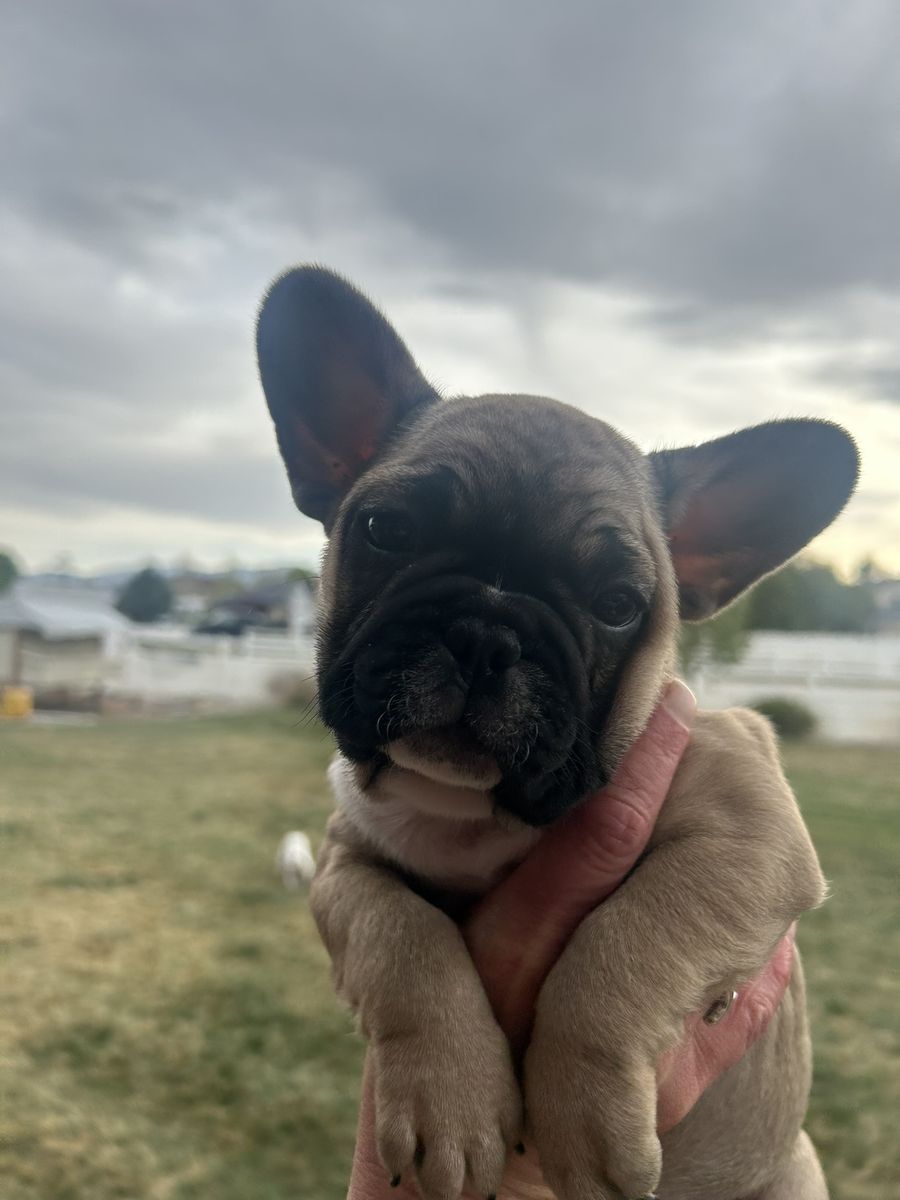AKC French Bulldog Puppies 3 Left