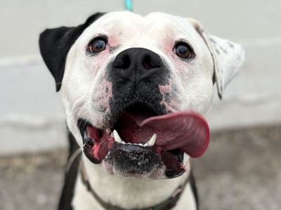 Hello my name is Apollo (Carlin)