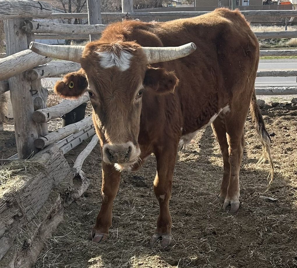 Corriente Rope Steer