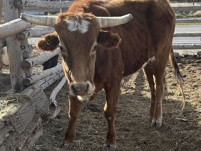 Corriente Rope Steer