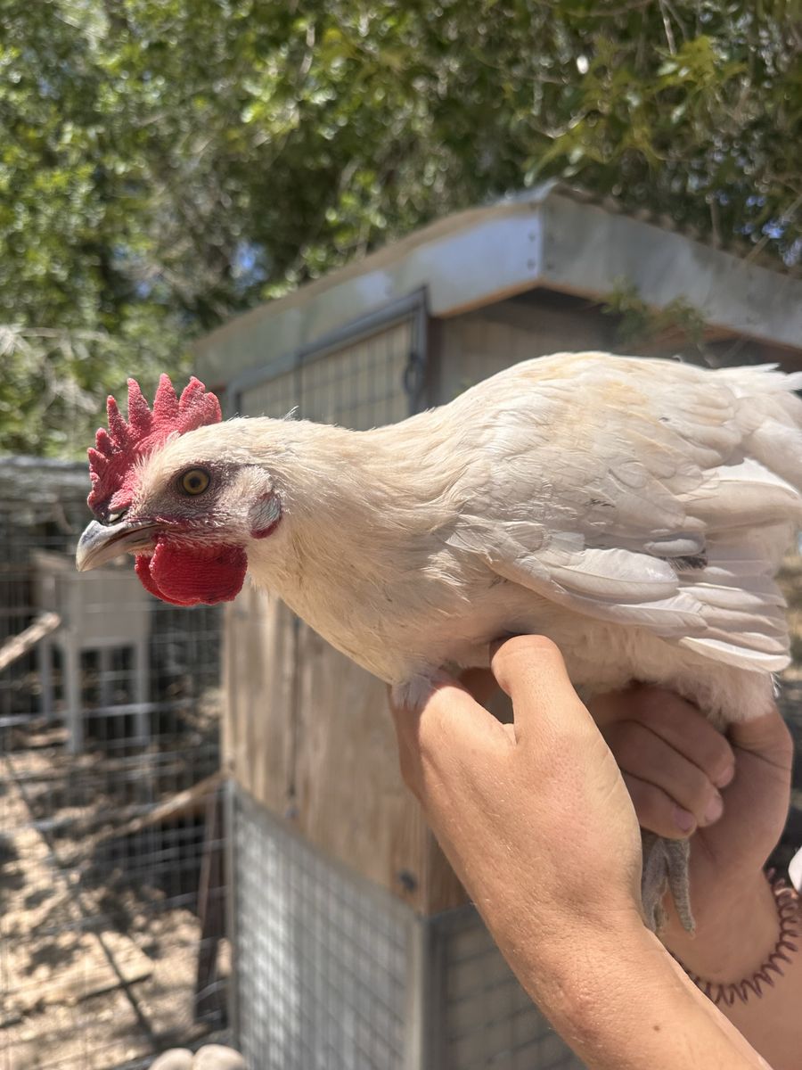 Young Rooster—Free
