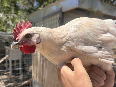Young Rooster—Free