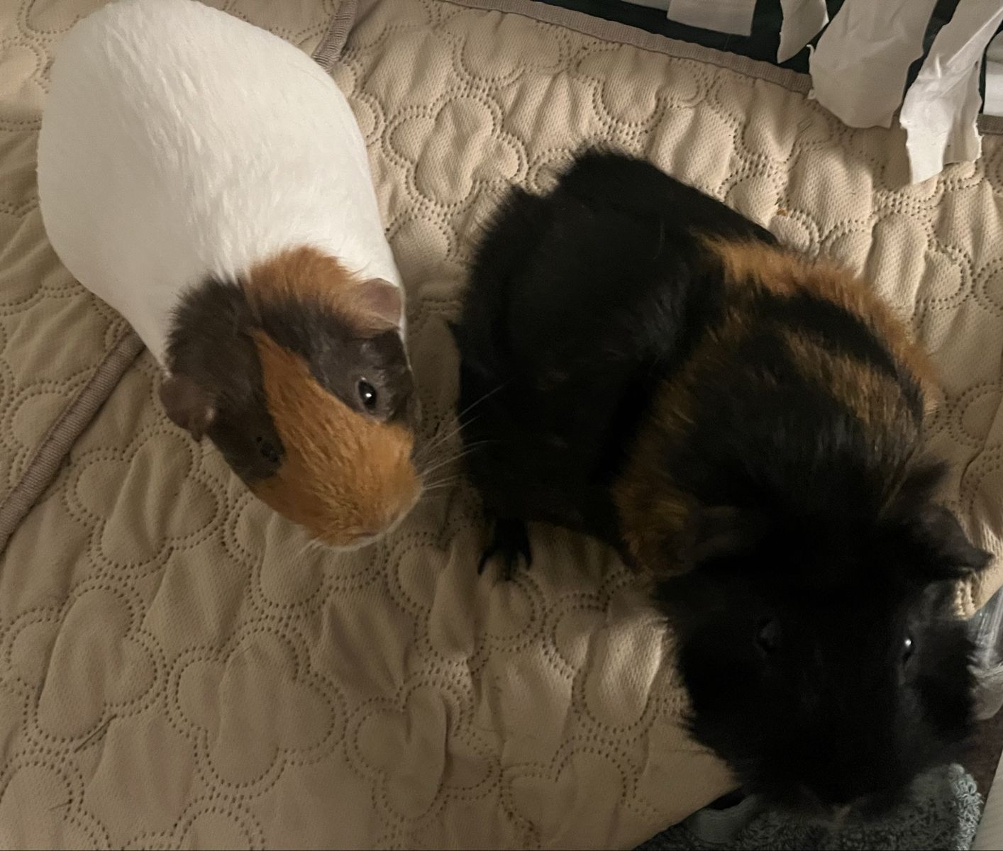 Chloe and Zoe need to be rehomed!!