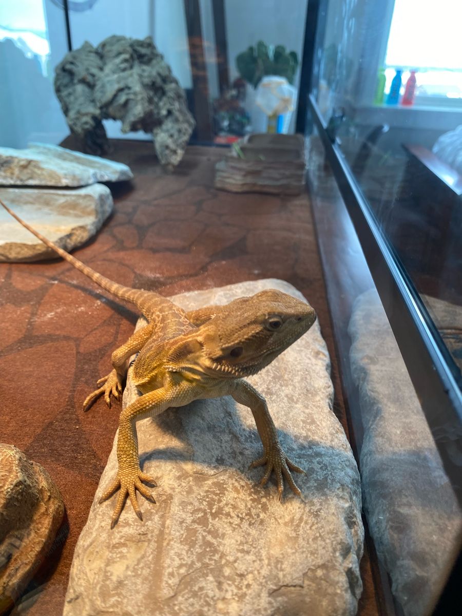 Bearded Dragon For Sale