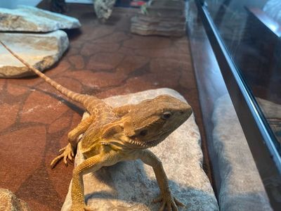 Bearded Dragon For Sale