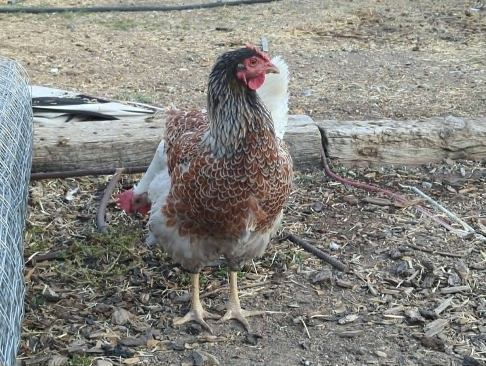 Wyandotte Hens
