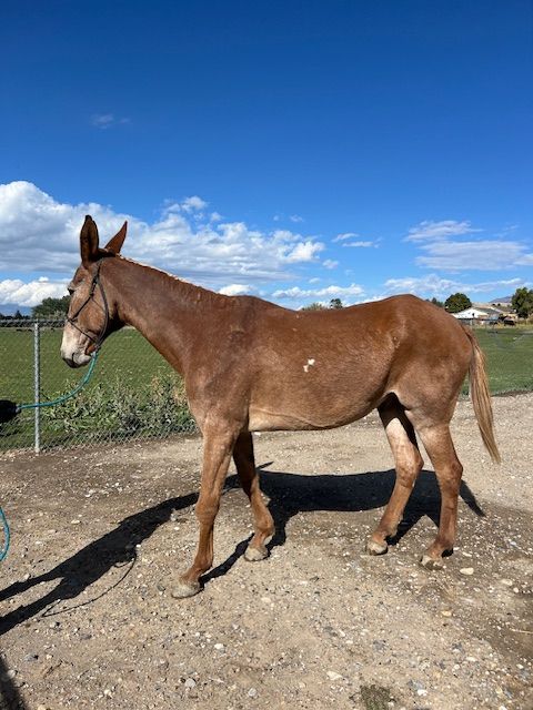 23 yr old John Mule