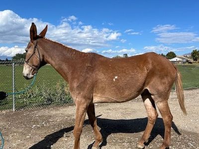 23 yr old John Mule