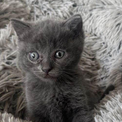 Adorable Kitten Ready to go!  Boy is Gray