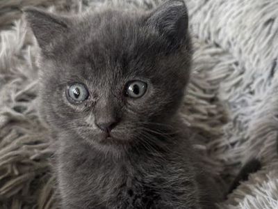 Adorable Kitten Ready to go! Boy is Gray