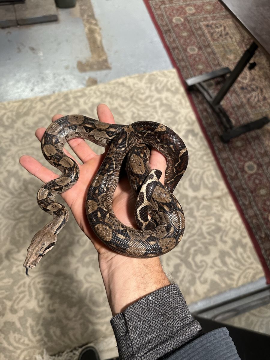Male Nicaraguan boa