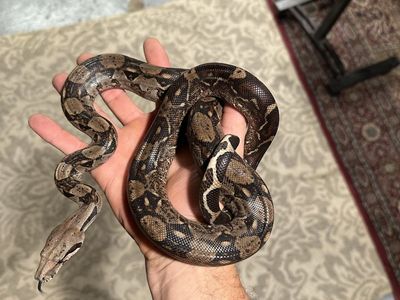 Male Nicaraguan boa
