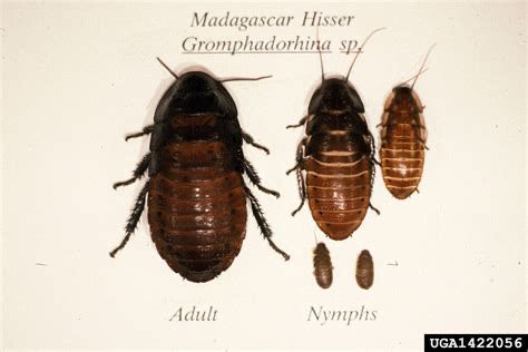 Madagascar Hissers