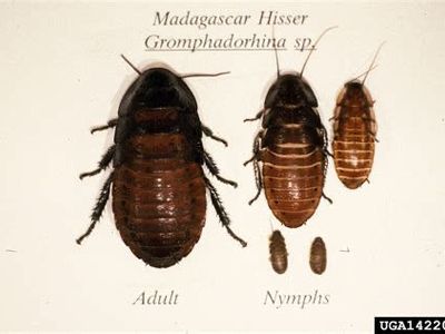 Madagascar Hissers