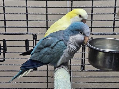 Pair of Quaker Parrots+Large Cage