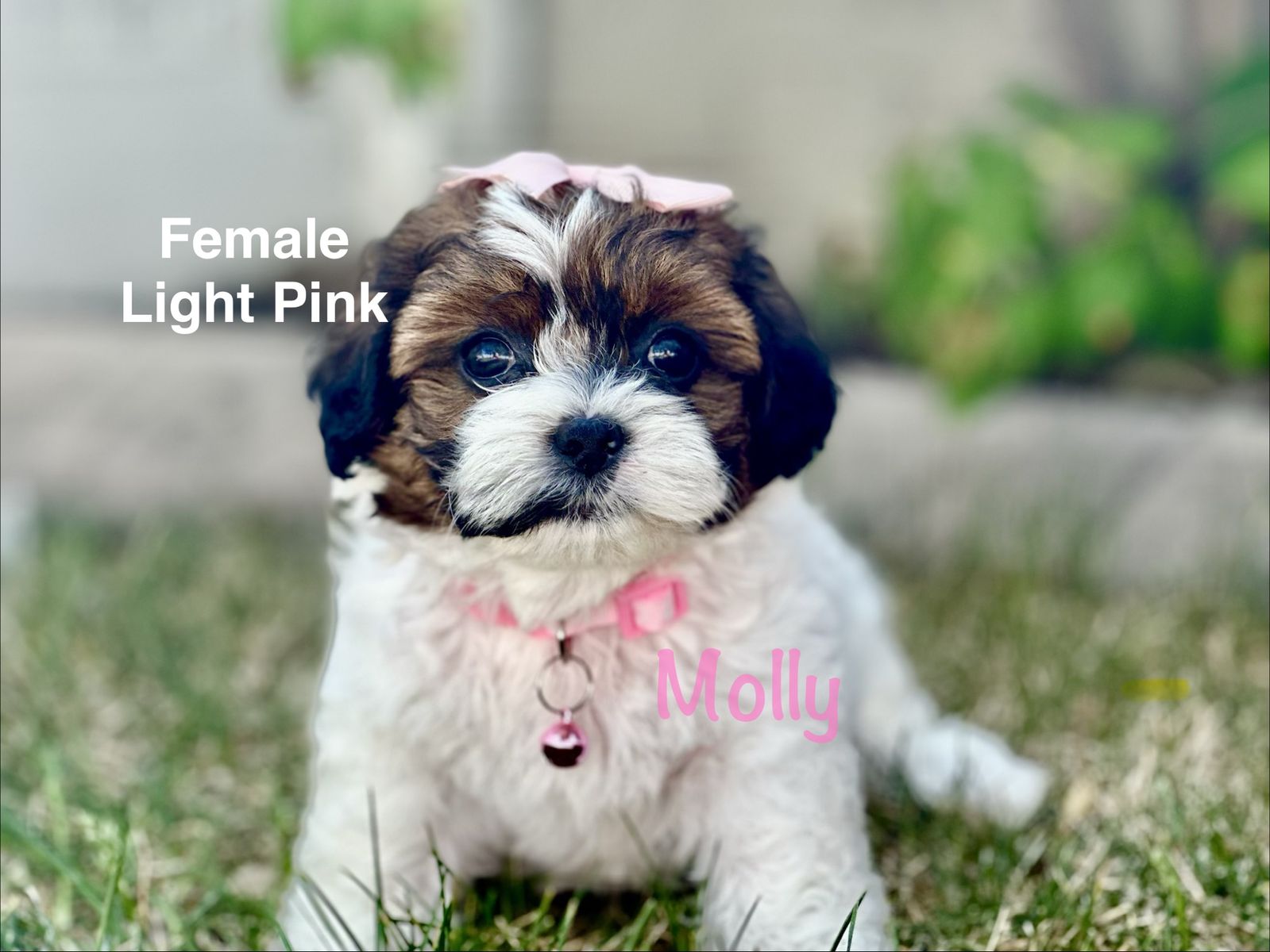 Shorkie Shih Tzu Yorkshire Terrier Mix Puppies