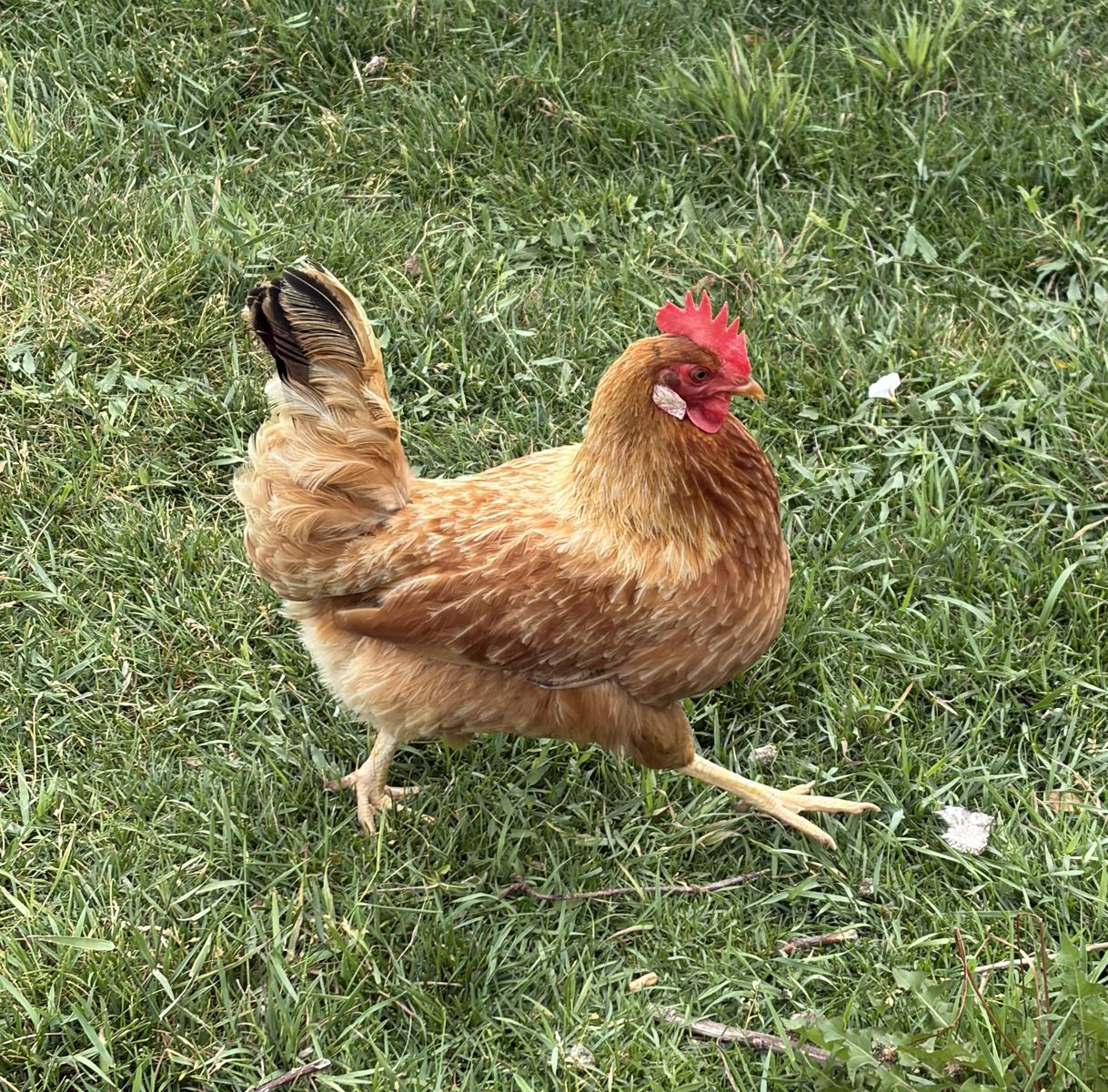 3- One year old laying red chickens