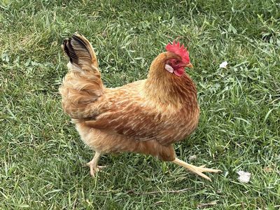 3- One year old laying red chickens