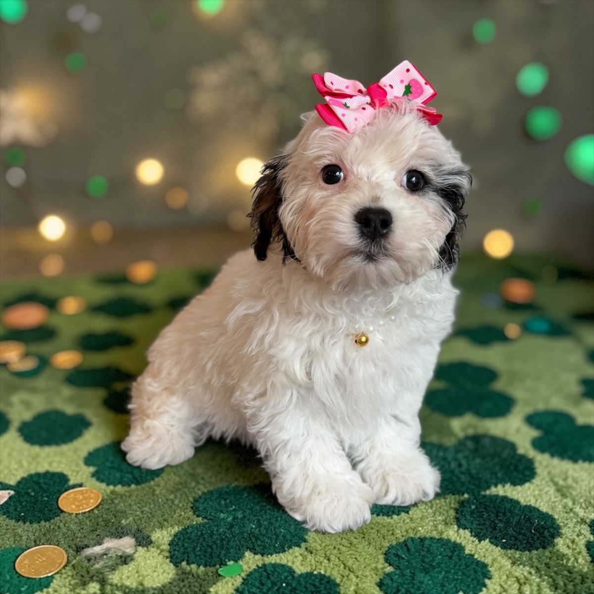 Cutest Little Doodles