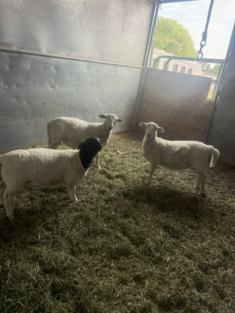 Dorper Ram Lambs