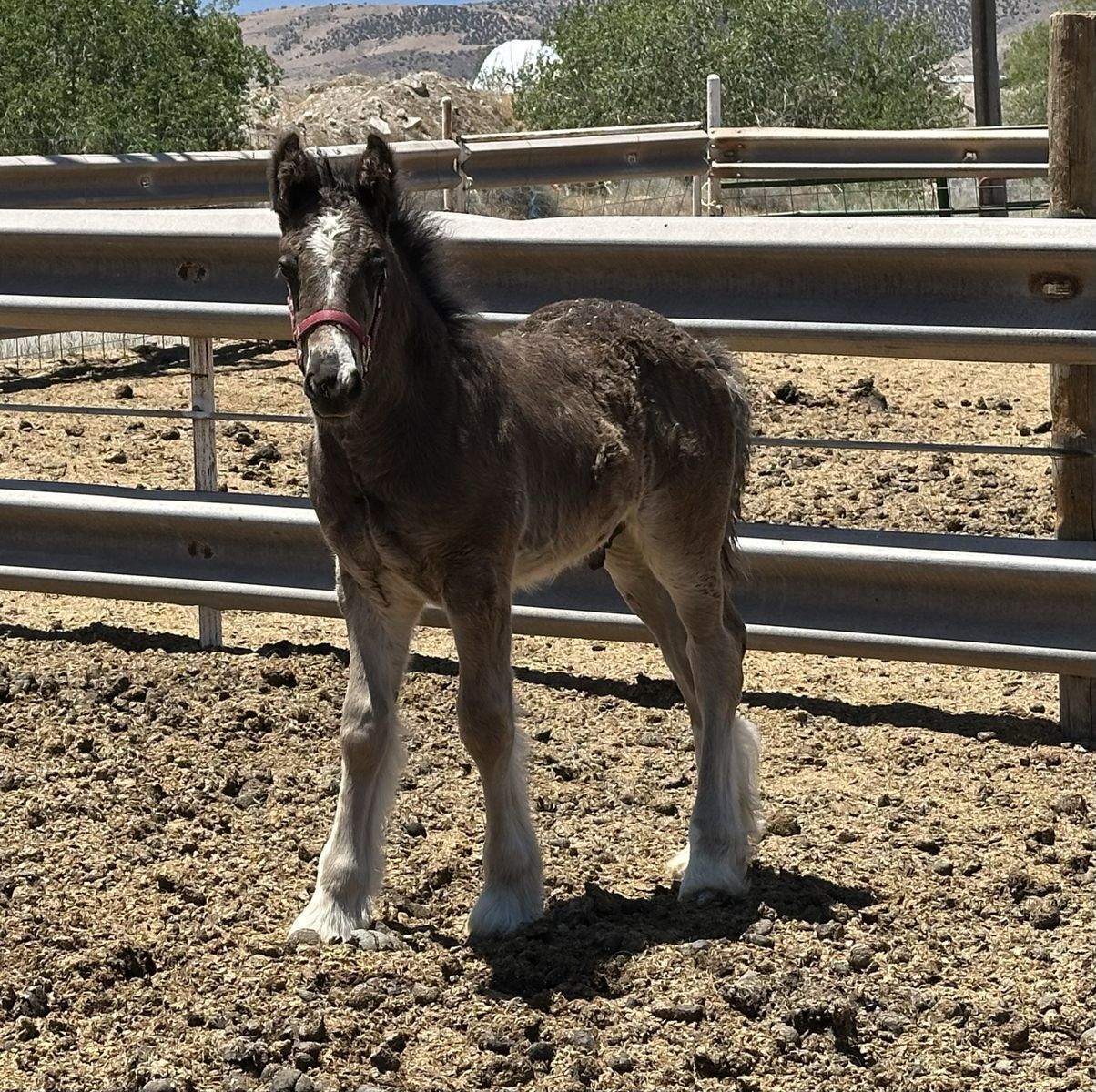 Gypsy Vanner Colt
