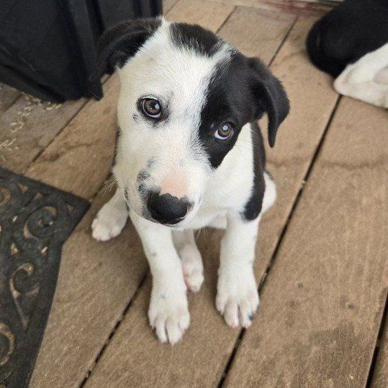 ******** Price reduced***********2 Male Border Collie-Corgie Mix Puppies -Ready for New Homes