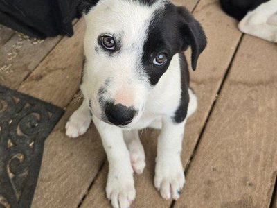 ******** Price reduced***********2 Male Border Collie-Corgie Mix Puppies -Ready for New Homes