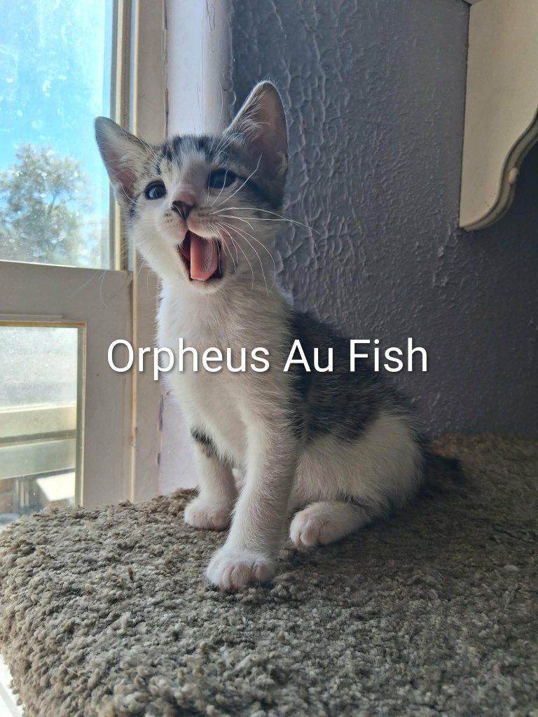 Adorable Kittens/half American Curl