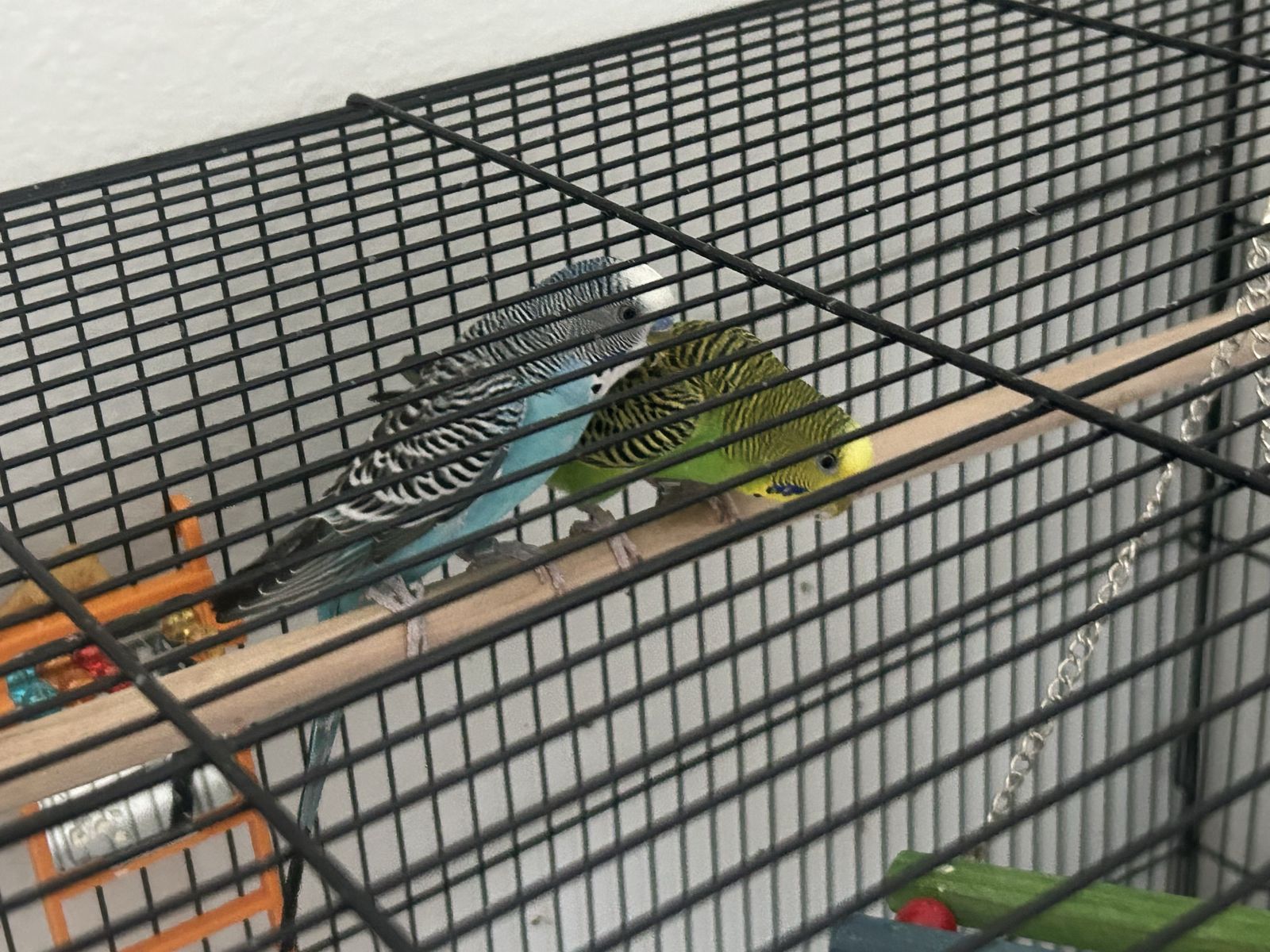 Parakeets