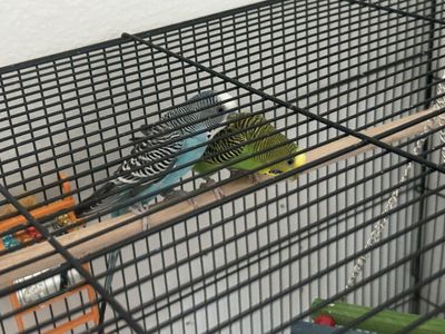 Parakeets