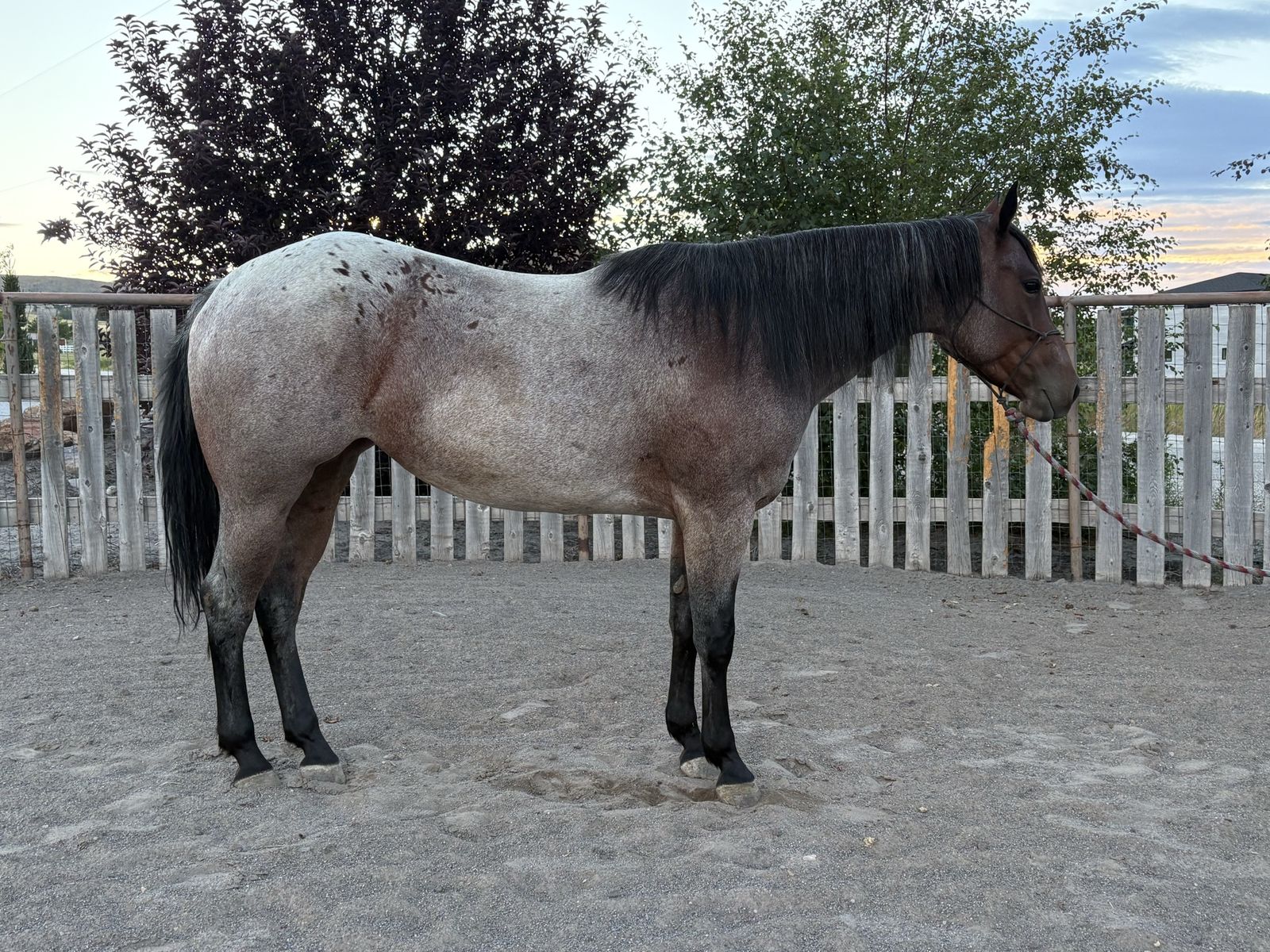 Bay Roan Mare