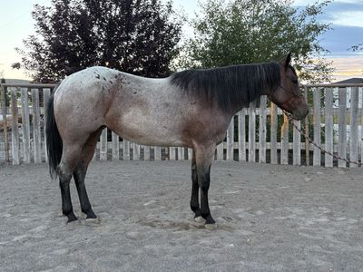 Bay Roan Mare