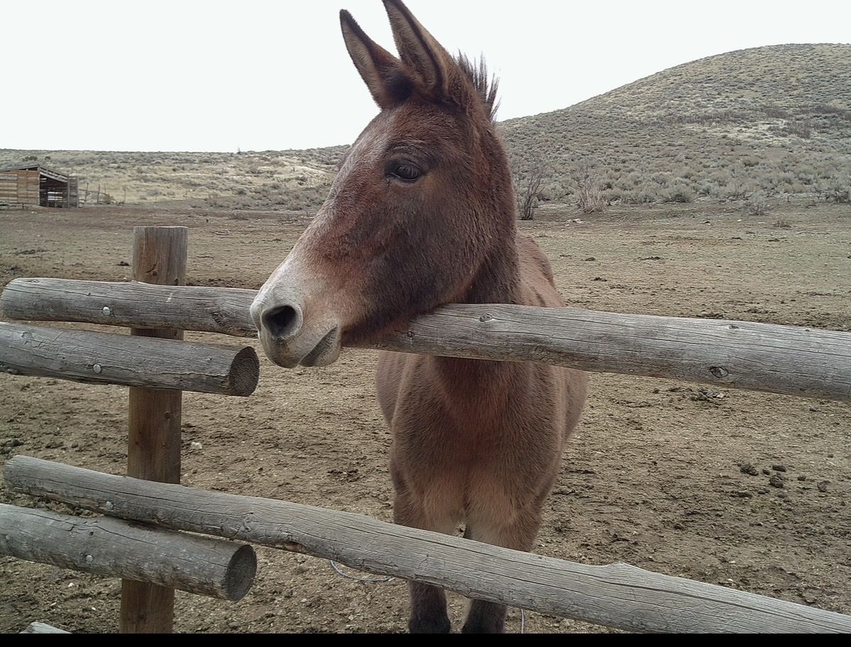 Molly Mule