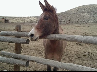 Molly Mule