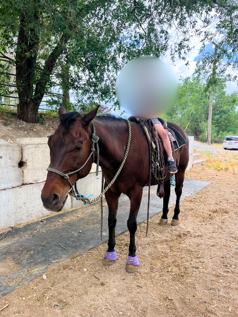 Family Friendly AQHA Gelding