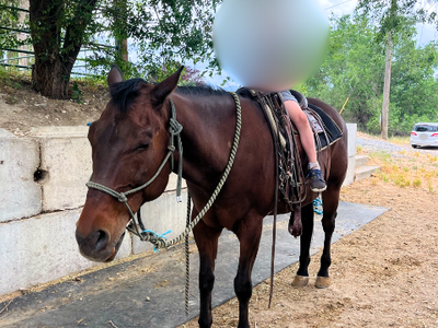 Family Friendly AQHA Gelding