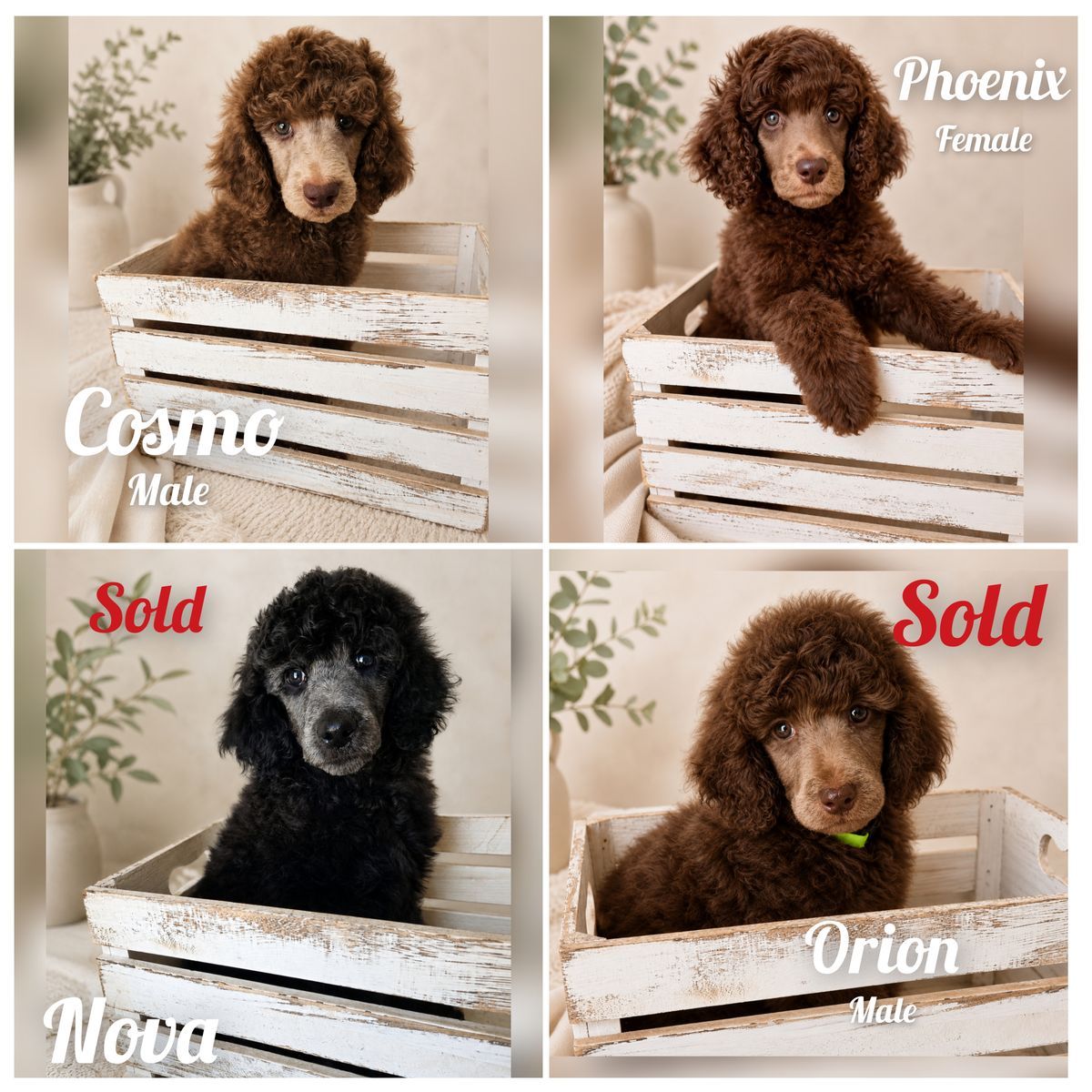 AKC Standard Poodle Puppies