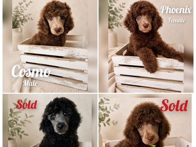 AKC Standard Poodle Puppies