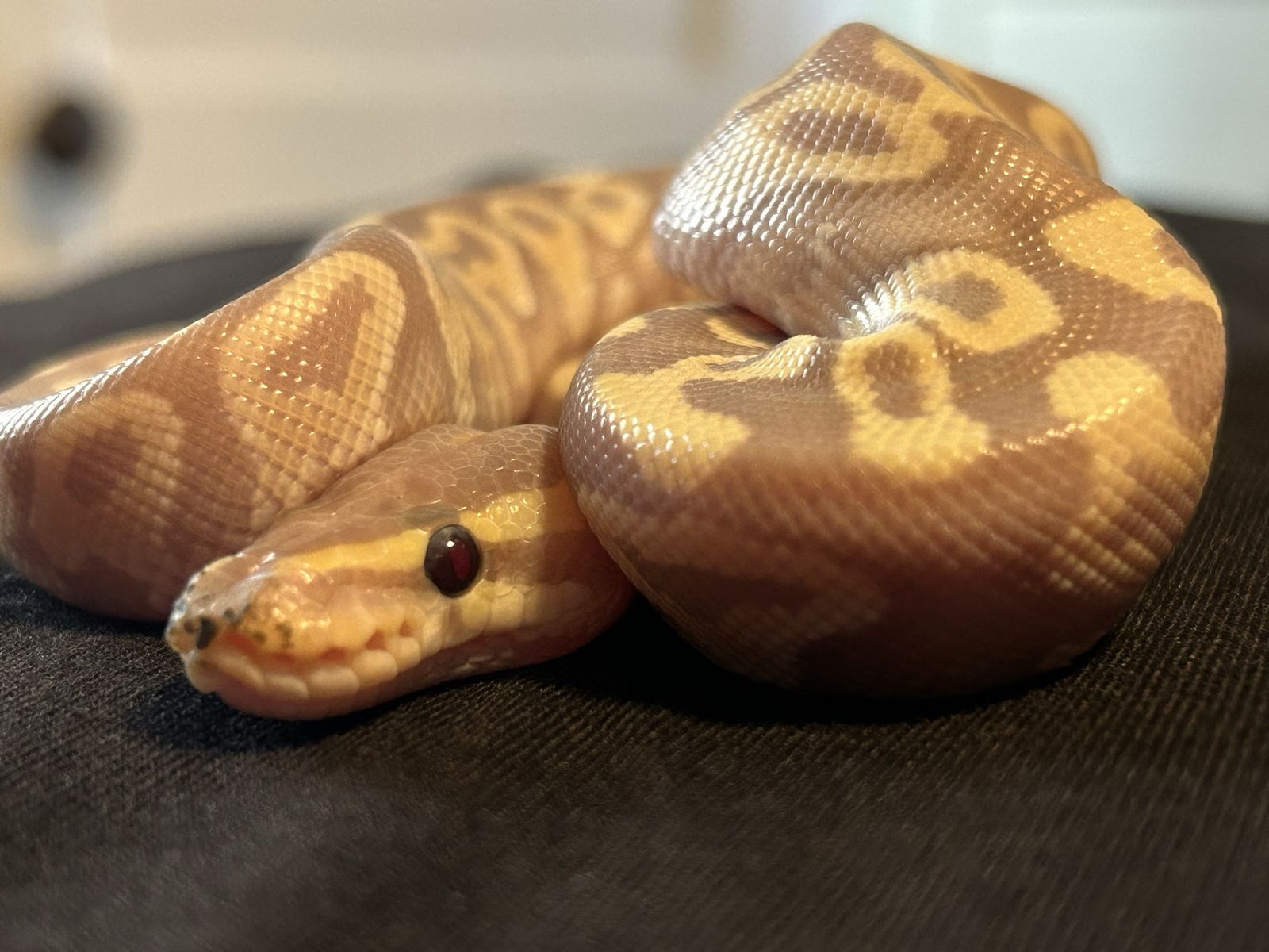 Ball Python coral glow Mojave male baby