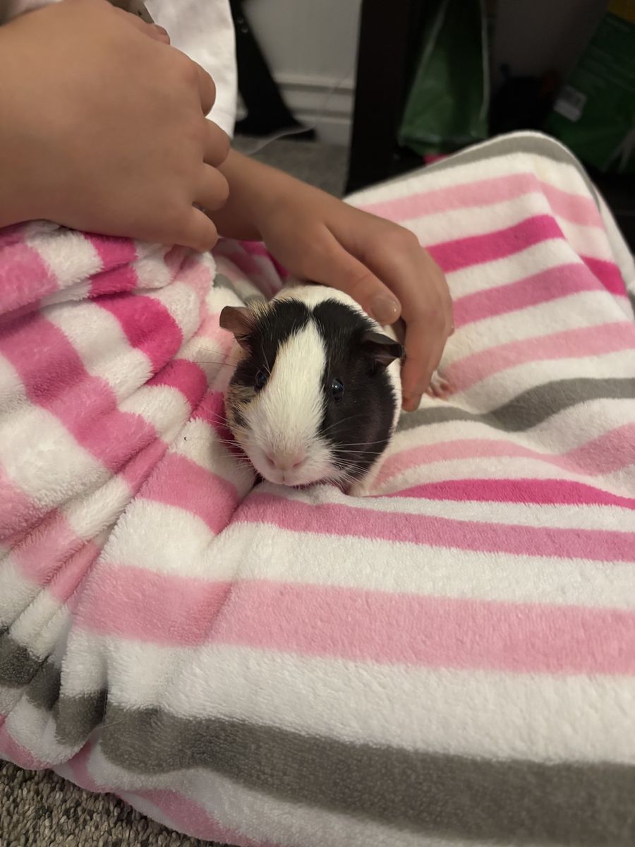 Peppa the Guinea Pig