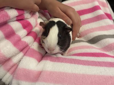 Peppa the Guinea Pig