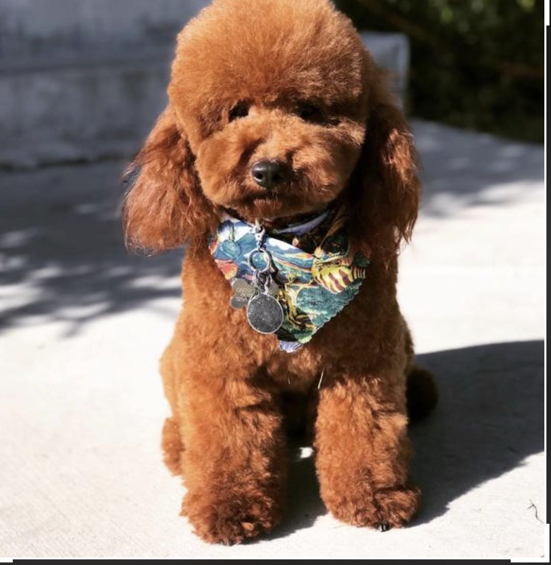 Stunning Deep Red AKC Mini Poodle Stud