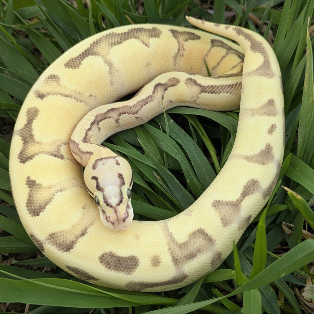 2025 Female Vanilla Scream Enchi Ball Python