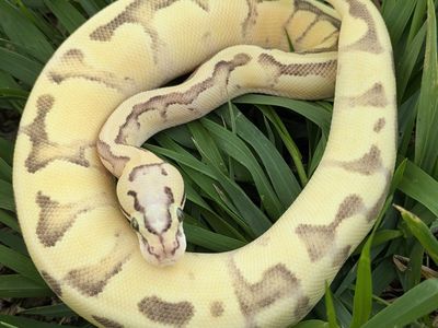 2025 Female Vanilla Scream Enchi Ball Python