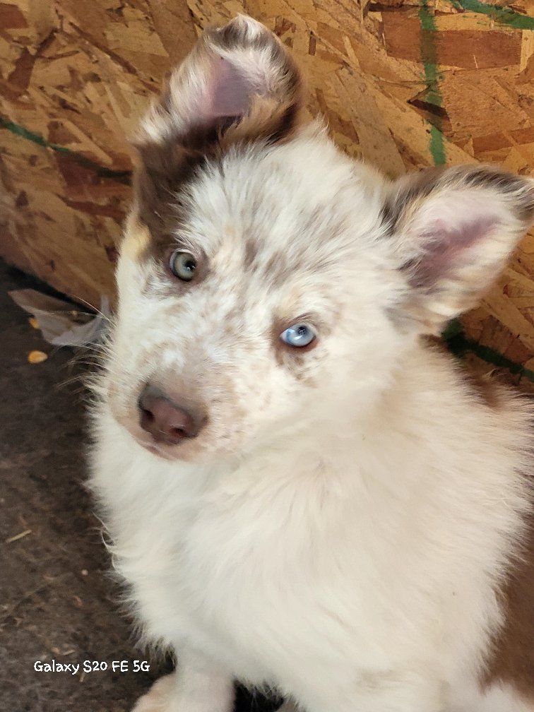 Adorable Aussie/red heeler Puppies - Ready for new homes.