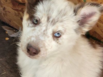 Adorable Aussie/red heeler Puppies - Ready for new homes.