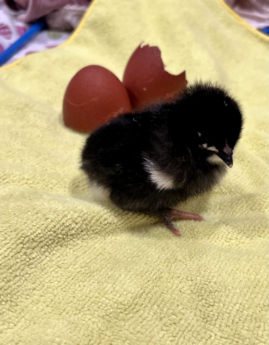 Maran Chicks